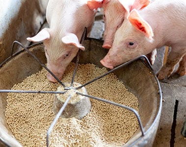 Measuring the environmental footprint of animal farming