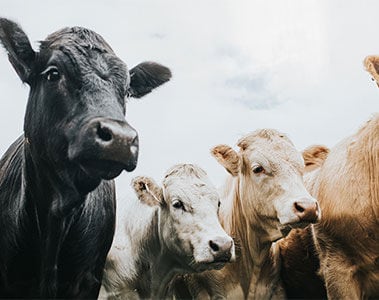 Sustainable beef’s present and future