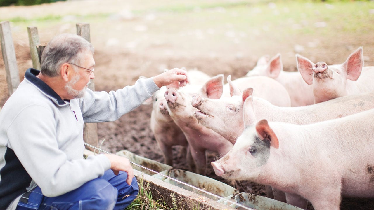 What drives carbon footprints in pig production and how to reduce them