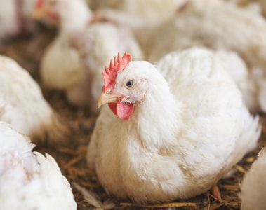 Chicken at farm. Shallow DOF. Developed from RAW; retouched with special care and attention; Small amount of grain added for best final impression. 16 bit Adobe RGB color profile.