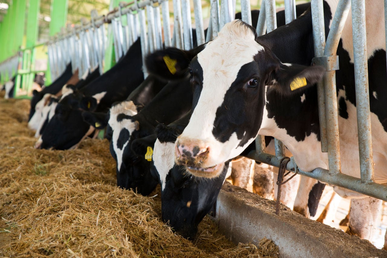 cows eating hay in livestock farm