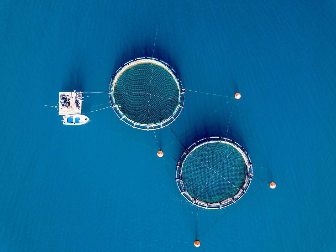 fish farming the seabass and the gilthead fish , aquaculture farms for fish and a small boat used to feed the fish and transport the food