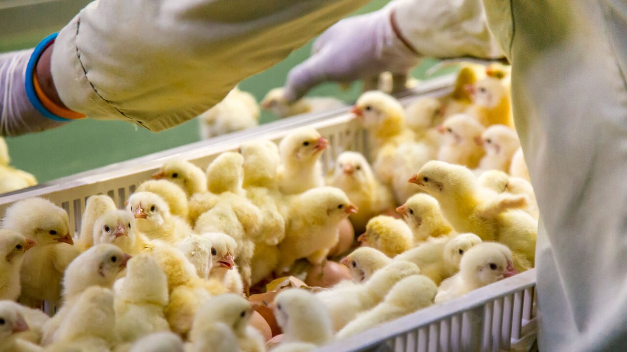 Chick hatching from egg on egg tray