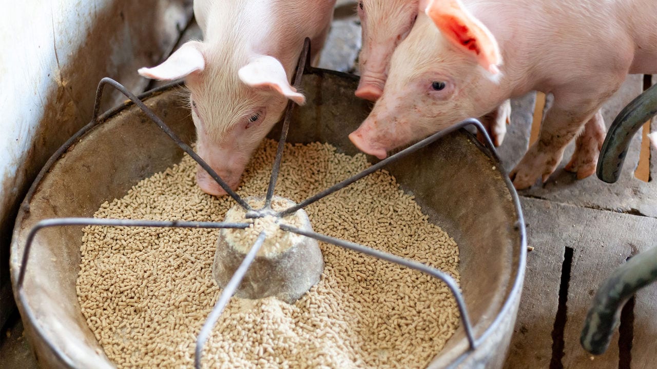 Measuring the environmental footprint of animal farming