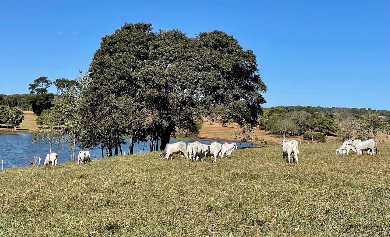 Cattle grazing on Tifton 85 grass in Brazil